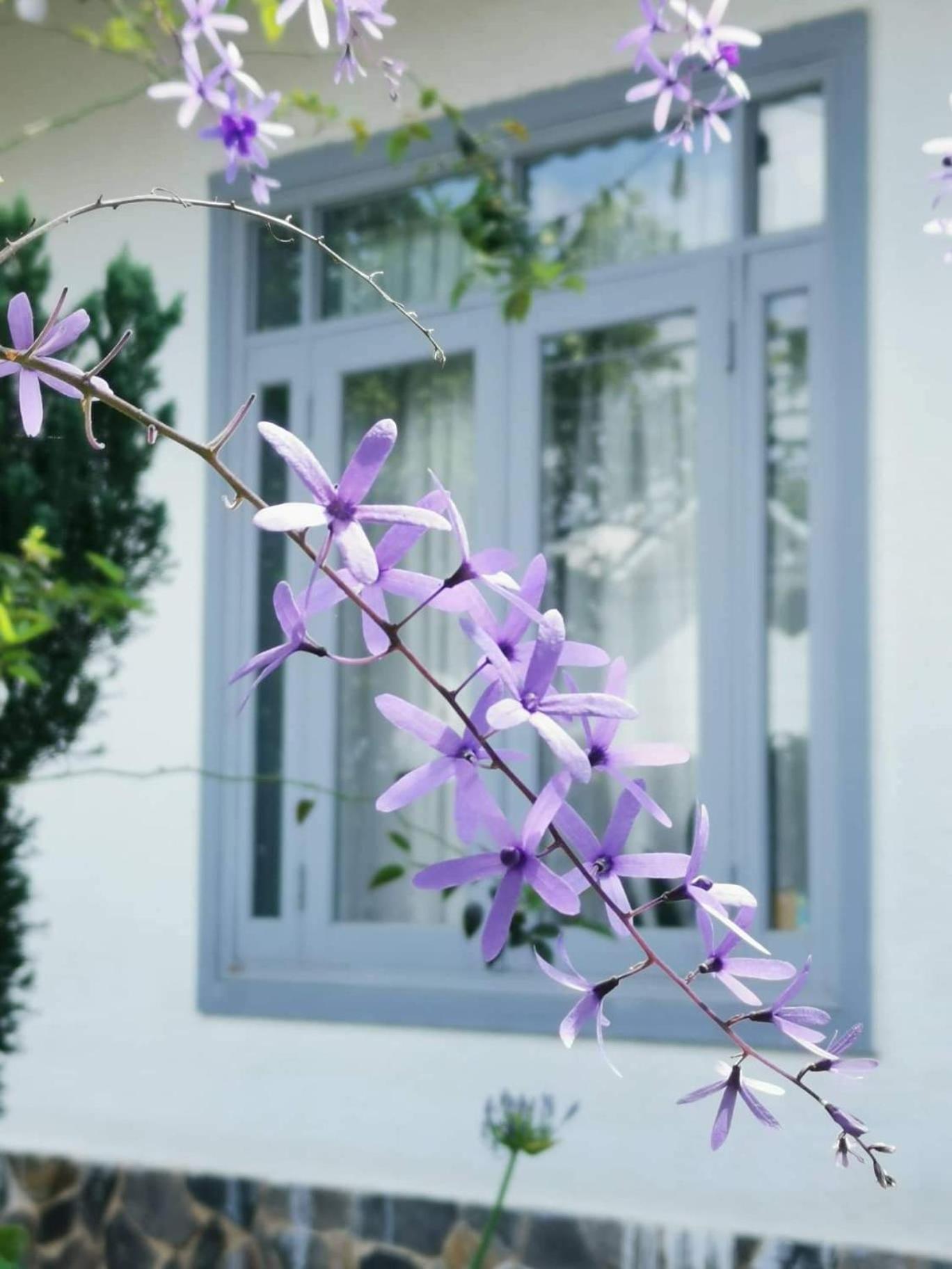 Tia Du Villa Homestay Đà Lạt Exterior foto